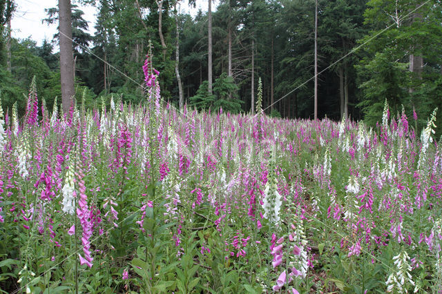 Gewoon vingerhoedskruid (Digitalis purpurea)