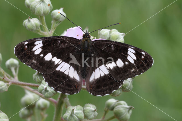 Kleine IJsvogelvlinder (Limenitis camilla)