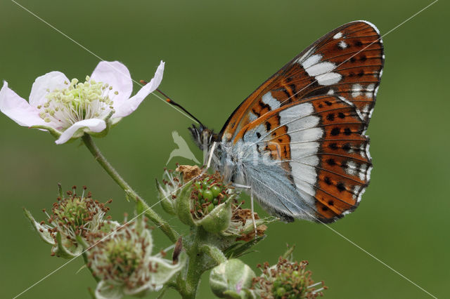 Kleine IJsvogelvlinder (Limenitis camilla)