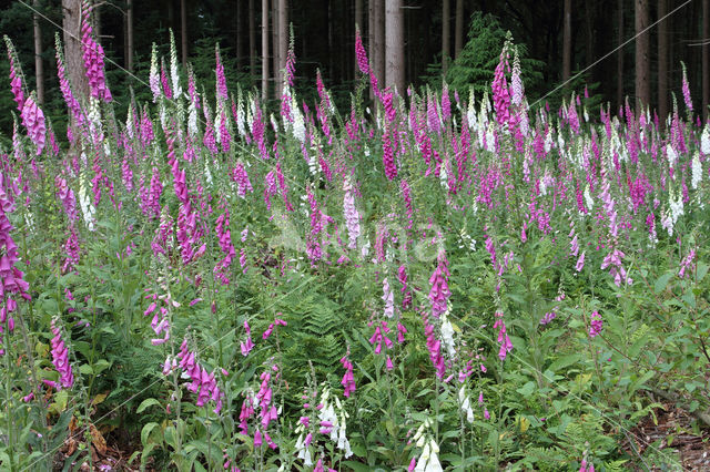 Gewoon vingerhoedskruid (Digitalis purpurea)