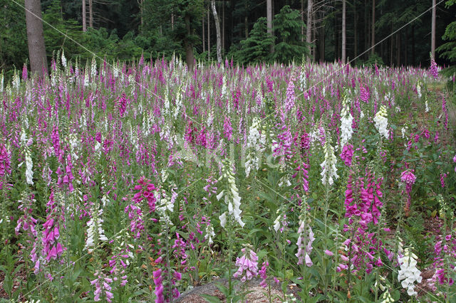 Foxglove (Digitalis purpurea)