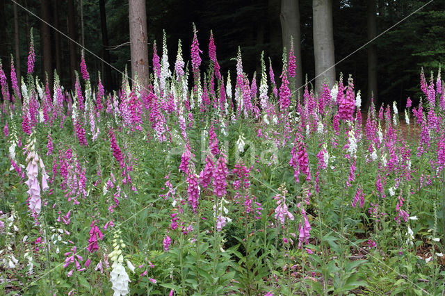 Gewoon vingerhoedskruid (Digitalis purpurea)