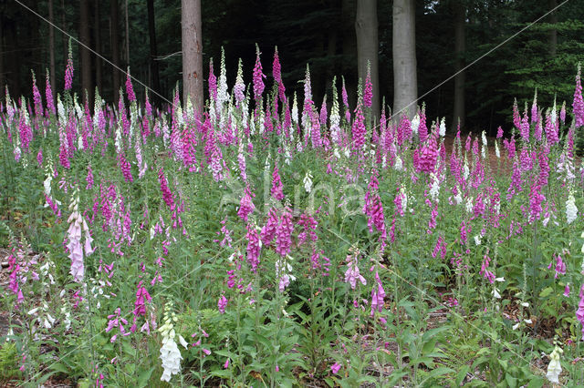 Gewoon vingerhoedskruid (Digitalis purpurea)