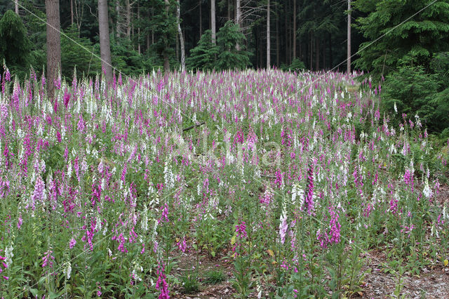 Foxglove (Digitalis purpurea)