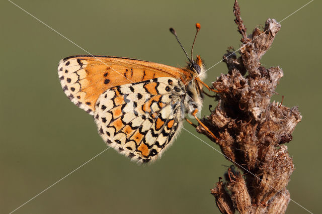 Veldparelmoervlinder (Melitaea cinxia)