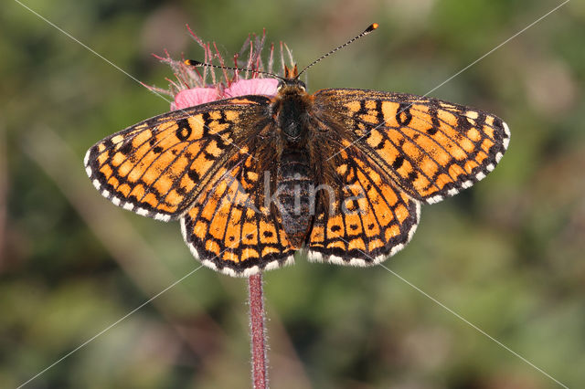 Veldparelmoervlinder (Melitaea cinxia)