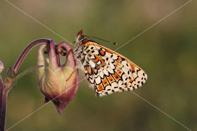 Veldparelmoervlinder (Melitaea cinxia)