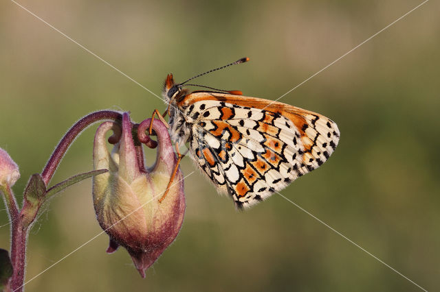 Glanville Fritellary (Melitaea cinxia)