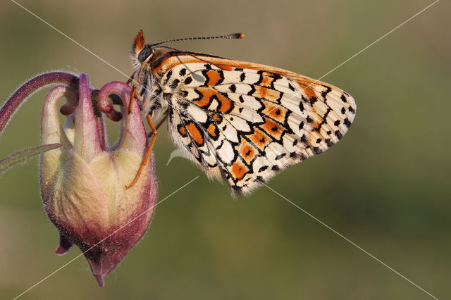 Veldparelmoervlinder (Melitaea cinxia)