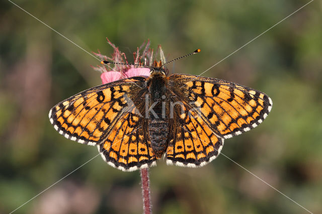 Glanville Fritellary (Melitaea cinxia)