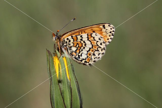 Glanville Fritellary (Melitaea cinxia)