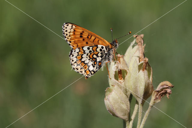 Veldparelmoervlinder (Melitaea cinxia)