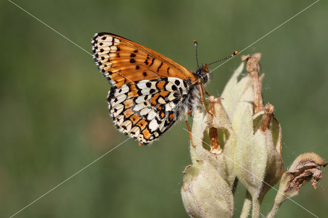 Glanville Fritellary (Melitaea cinxia)