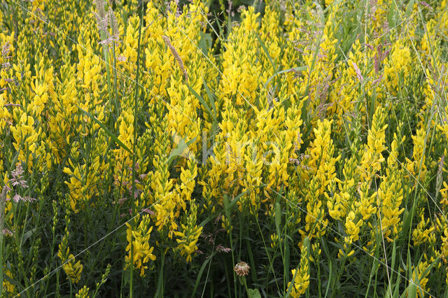 Dyer's Greenweed (Genista tinctoria)