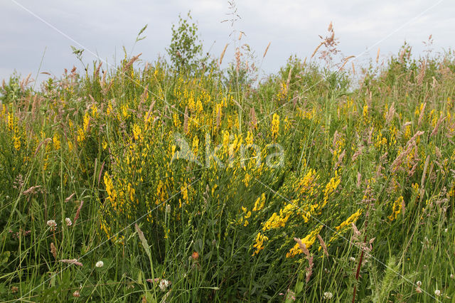 Verfbrem (Genista tinctoria)