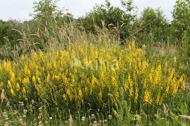 Dyer's Greenweed (Genista tinctoria)