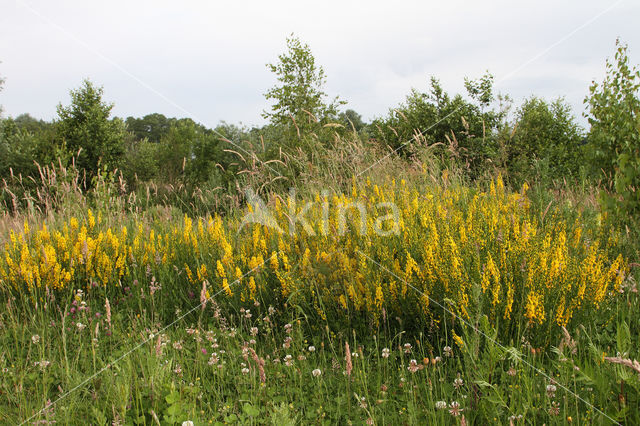 Dyer's Greenweed (Genista tinctoria)