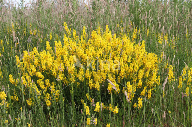 Dyer's Greenweed (Genista tinctoria)
