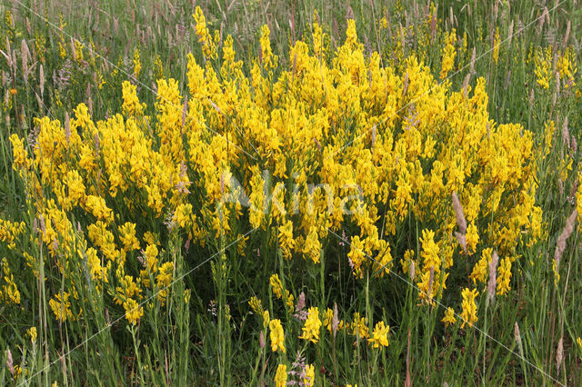 Verfbrem (Genista tinctoria)