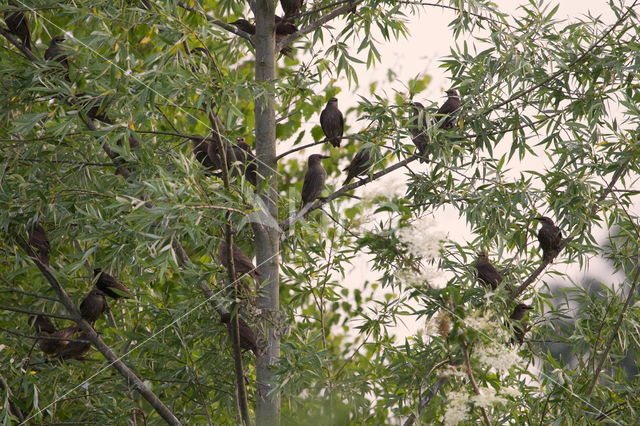 European Starling (Sturnus vulgaris)