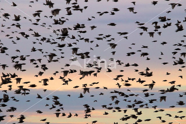 European Starling (Sturnus vulgaris)