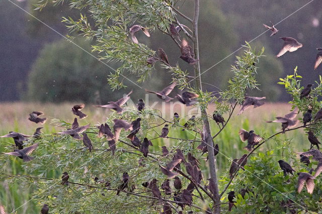 Spreeuw (Sturnus vulgaris)