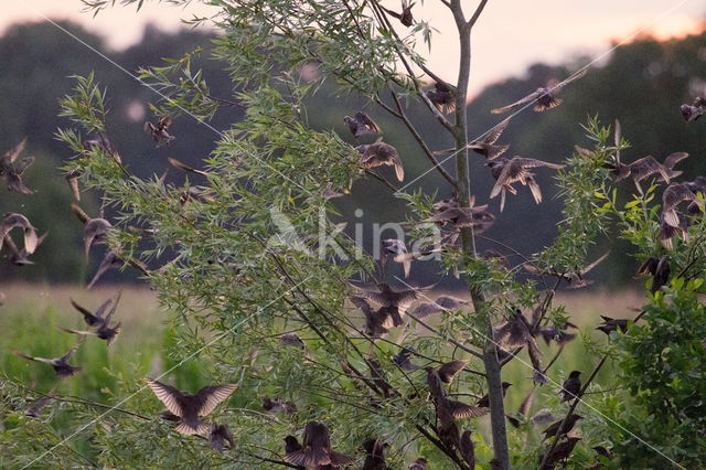 Spreeuw (Sturnus vulgaris)