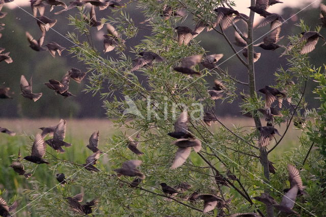 Spreeuw (Sturnus vulgaris)