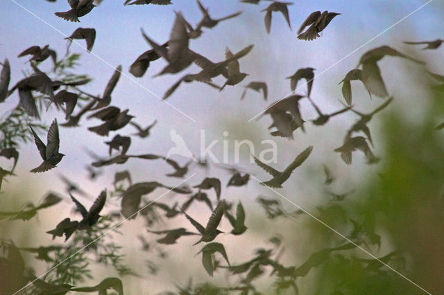 European Starling (Sturnus vulgaris)