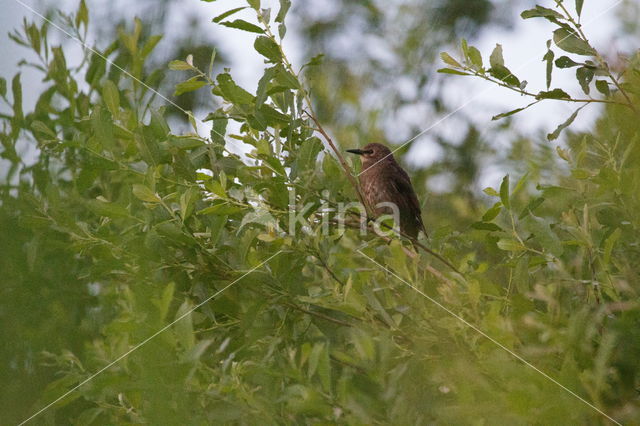 European Starling (Sturnus vulgaris)
