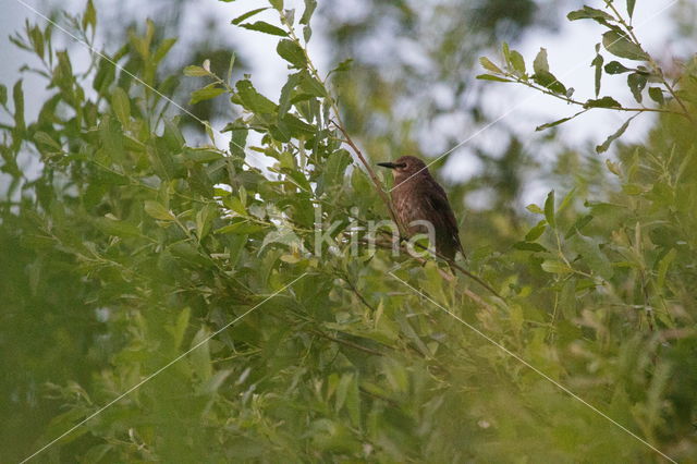 Spreeuw (Sturnus vulgaris)