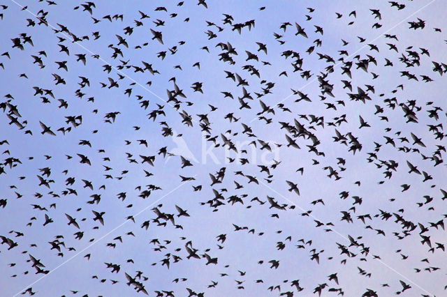 European Starling (Sturnus vulgaris)