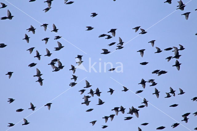 European Starling (Sturnus vulgaris)