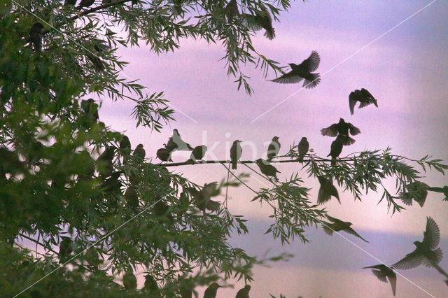 European Starling (Sturnus vulgaris)