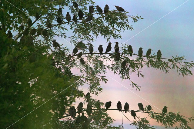 European Starling (Sturnus vulgaris)