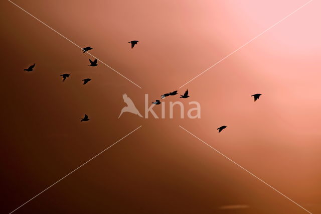 European Starling (Sturnus vulgaris)