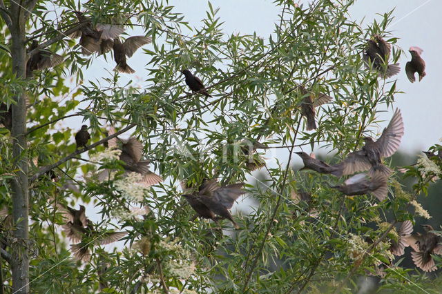 European Starling (Sturnus vulgaris)