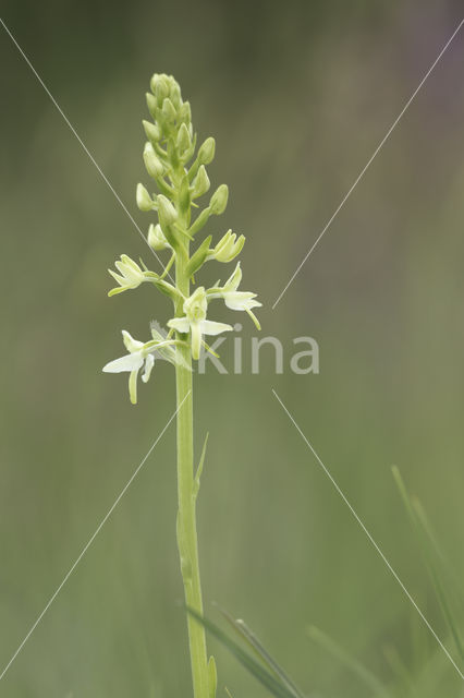 Welriekende nachtorchis (Platanthera bifolia)