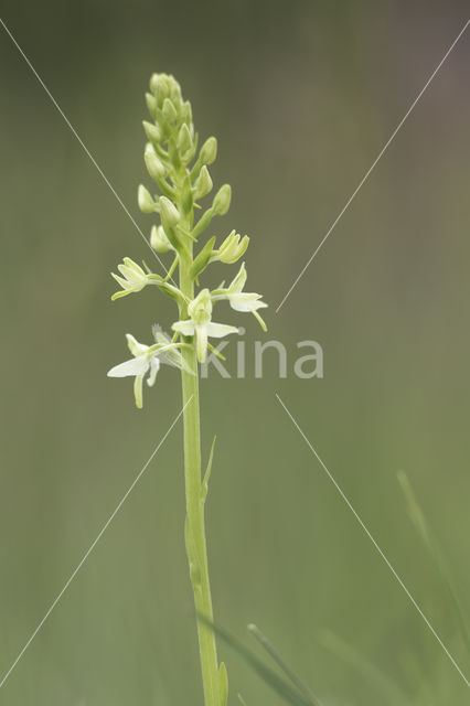 Lesser Butterfly-orchid (Platanthera bifolia)