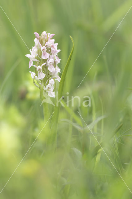 Vleeskleurige orchis (Dactylorhiza incarnata)