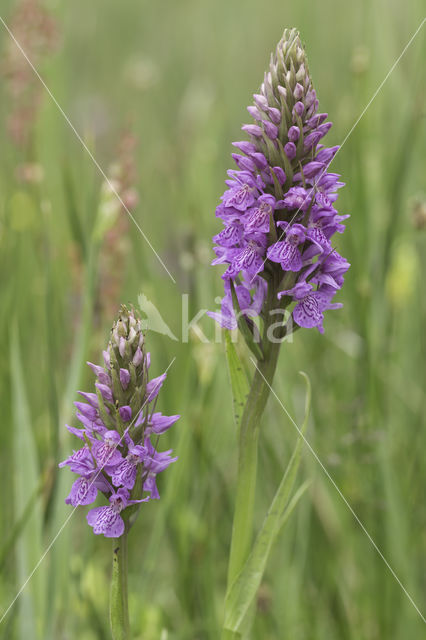 Southern Marsh-orchid (Dactylorhiza praetermissa)