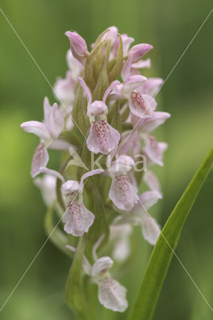 Vleeskleurige orchis (Dactylorhiza incarnata)