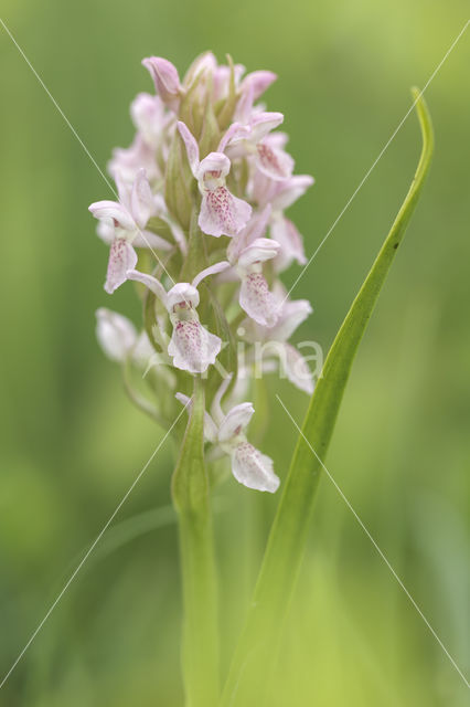 Early Marsh-orchid (Dactylorhiza incarnata)