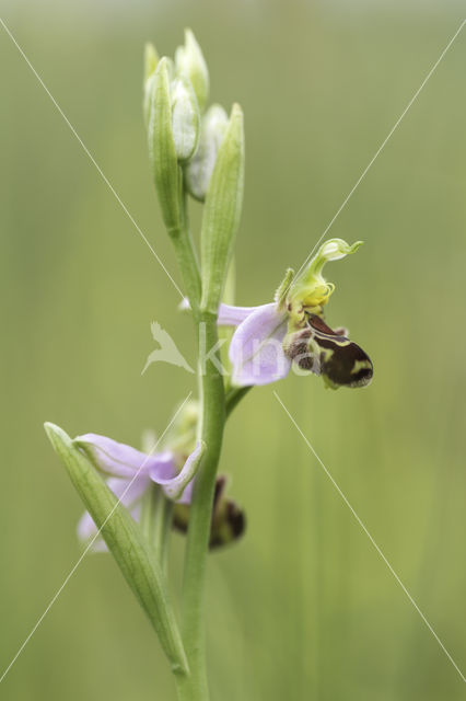 Bijenorchis (Ophrys apifera)