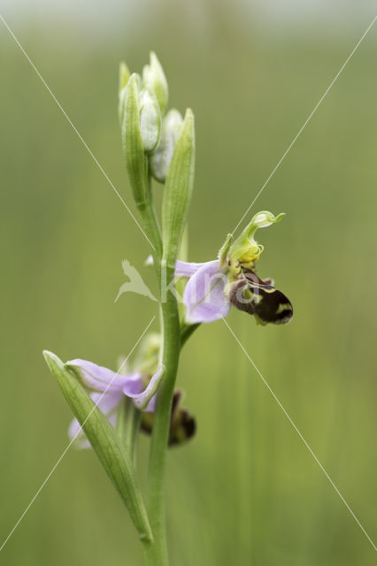 Bee Orchid (Ophrys apifera)