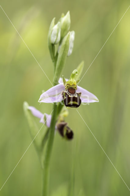 Bijenorchis (Ophrys apifera)