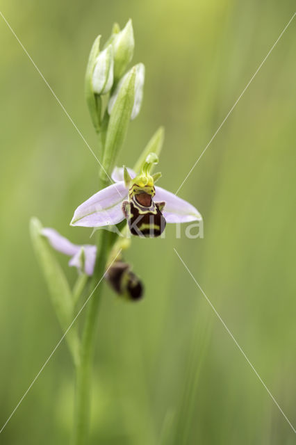 Bee Orchid (Ophrys apifera)