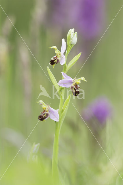 Bee Orchid (Ophrys apifera)