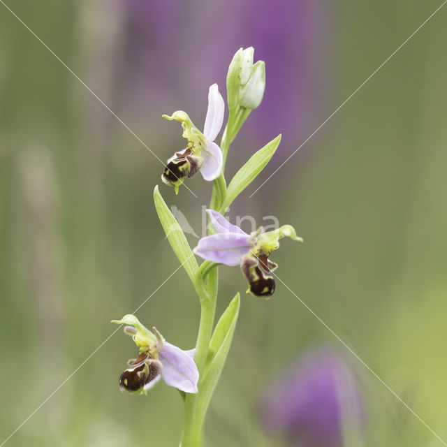 Bijenorchis (Ophrys apifera)