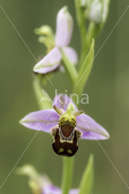 Bijenorchis (Ophrys apifera)